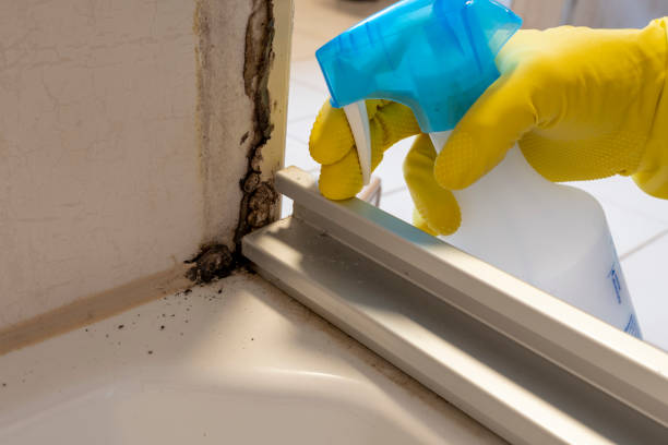 Best Black Mold Remediation in Lowesville, NC